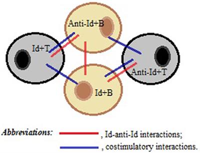 A Possible Role for Idiotype/Anti-idiotype B–T Cell Interactions in Maintaining Immune Memory